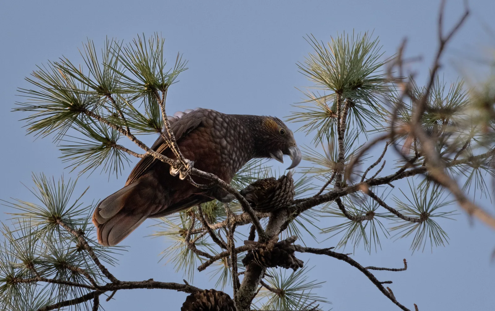 A kākā eating in the top of a pine tree