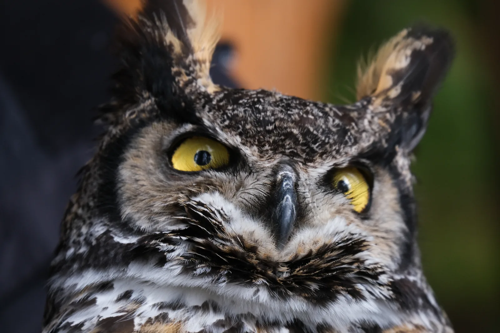 A great horned owl staring straight at the camera
