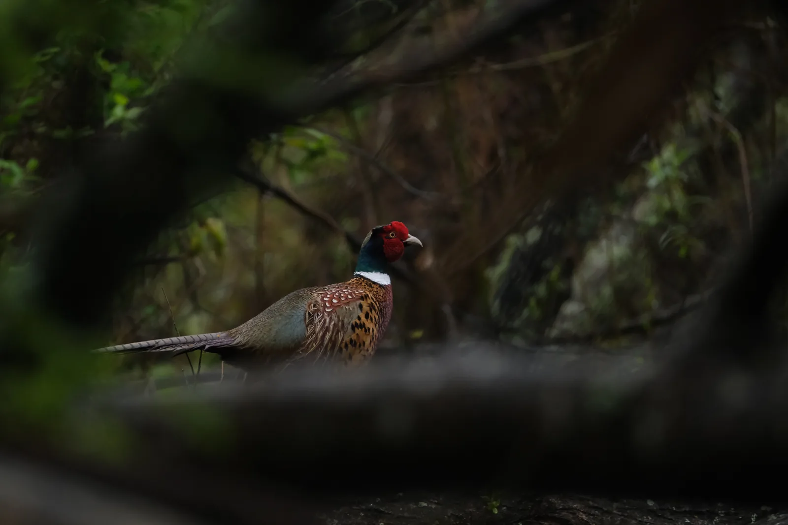 A cock pheasant seen through a gap in dark bush