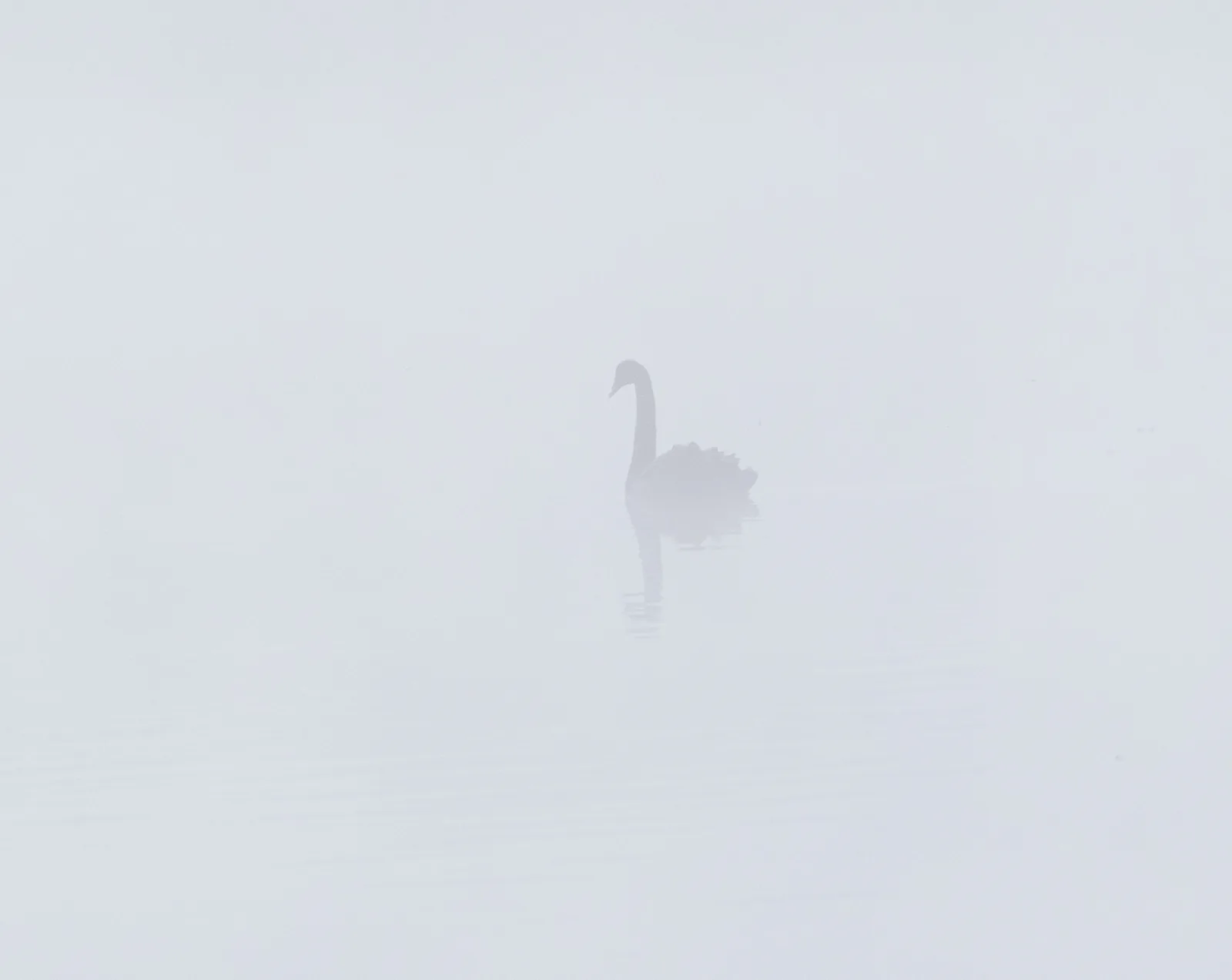 A black swan almost disappearing into thick fog on still water